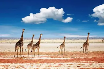 Etosha - Namibia campsites